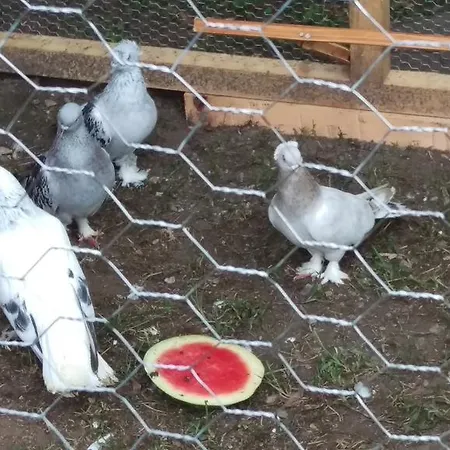 Well Done Butik Vila *